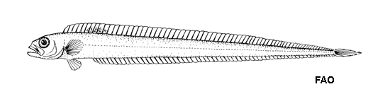 (Cepola Linnaeus, 1766) Род ЦЕПОЛЫ 5 видов